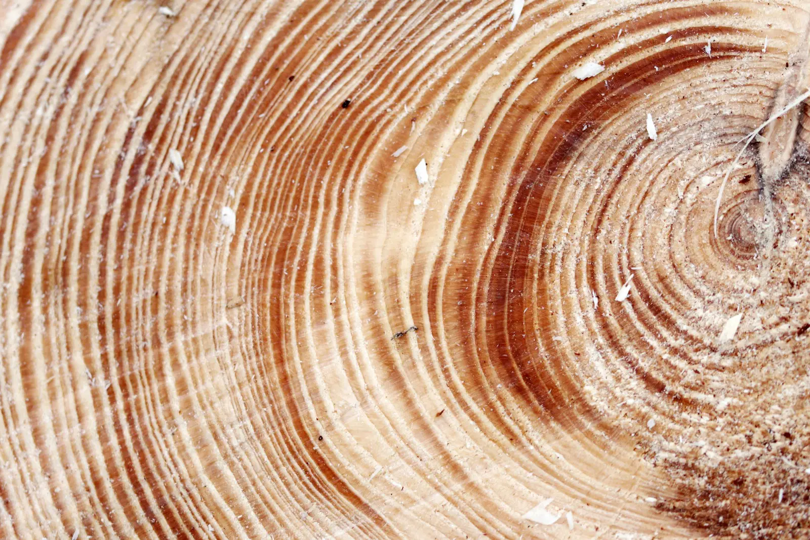 Gros plan sur les cernes concentriques d’une souche d’arbre, un noyau central entouré de couches successives